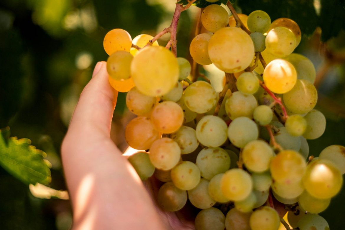 Main tenant une grappe de raisin blanc mûr sur la vigne au moment des vendanges