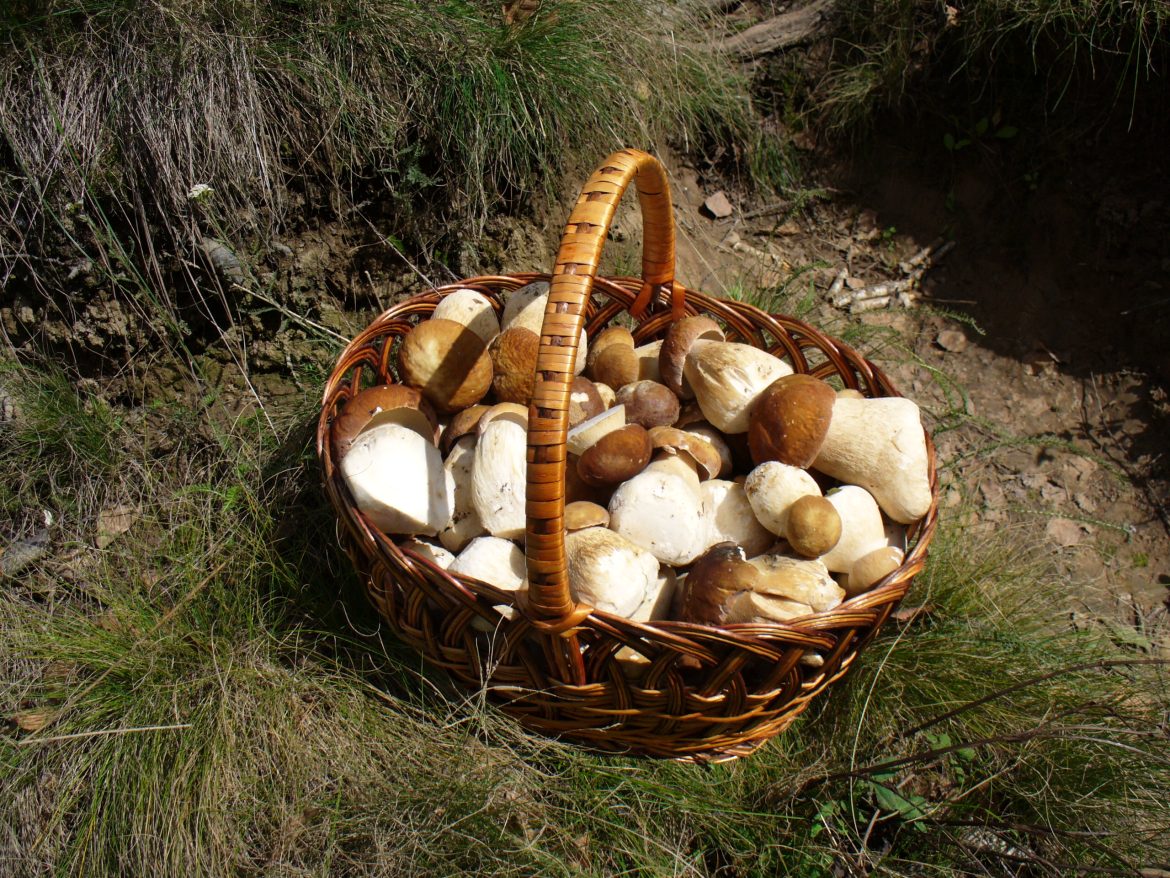 Panier de cèpes de Bordeaux (Boletus edulis) après la cueillette