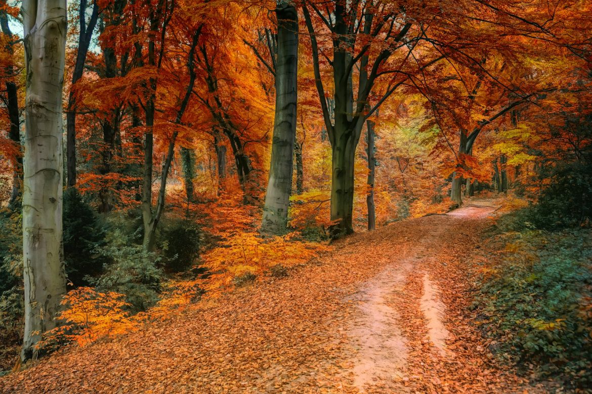 Arbres aux feuillages orange et bruns dans une forêt en automne