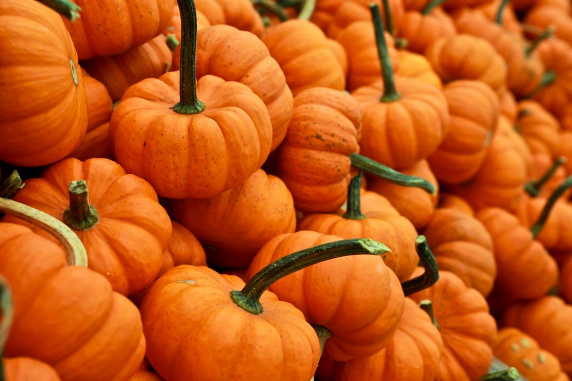 Citrouilles d’Halloween en automne pour illustrer les sorties en Occitanie